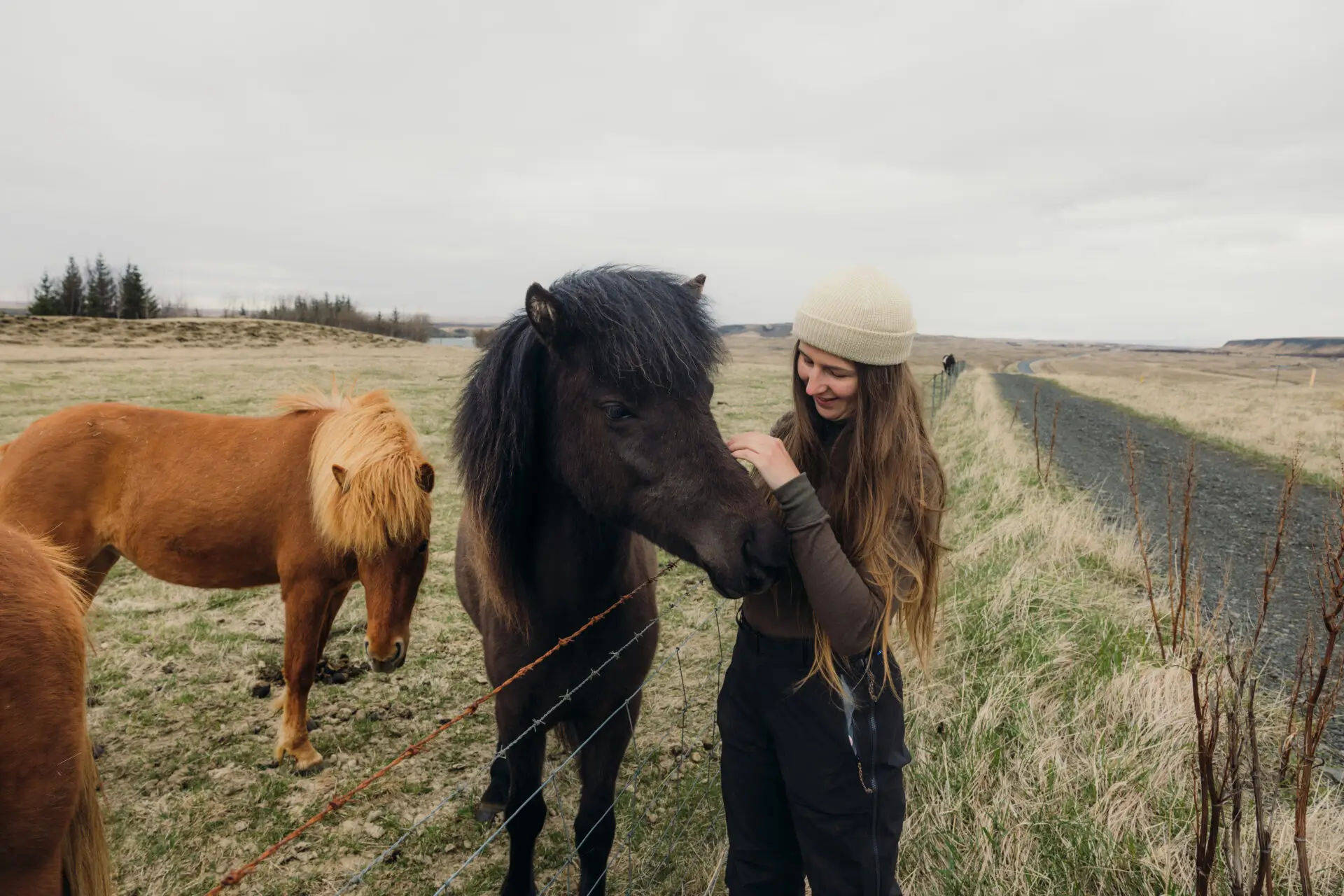 Side view of happy female with long hair in hat petting beautiful Icelandic horse by the road during her exciting journey in Iceland